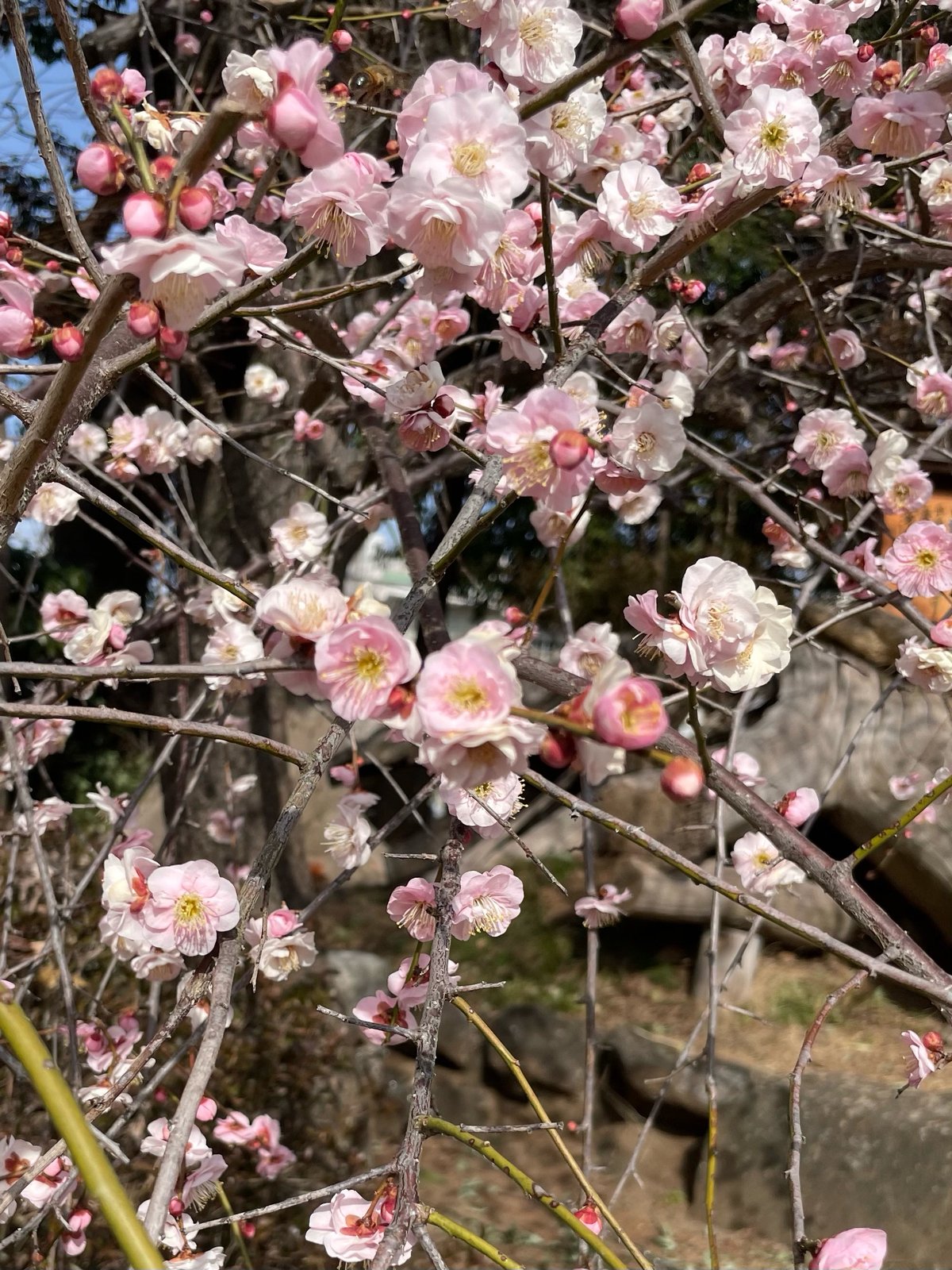 「神玉巡拝」