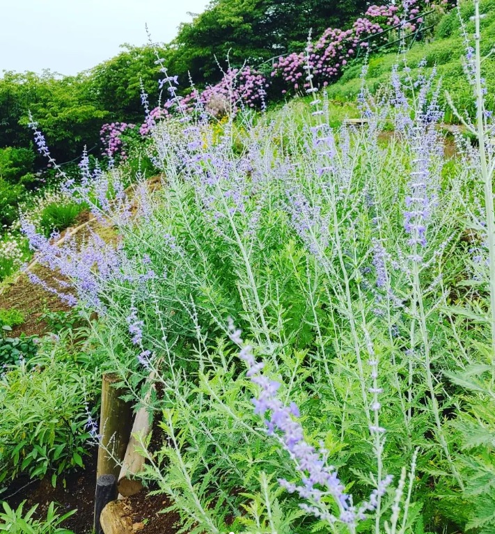 （取材報告）足柄地域を一望できる　松田町　ハーブ館