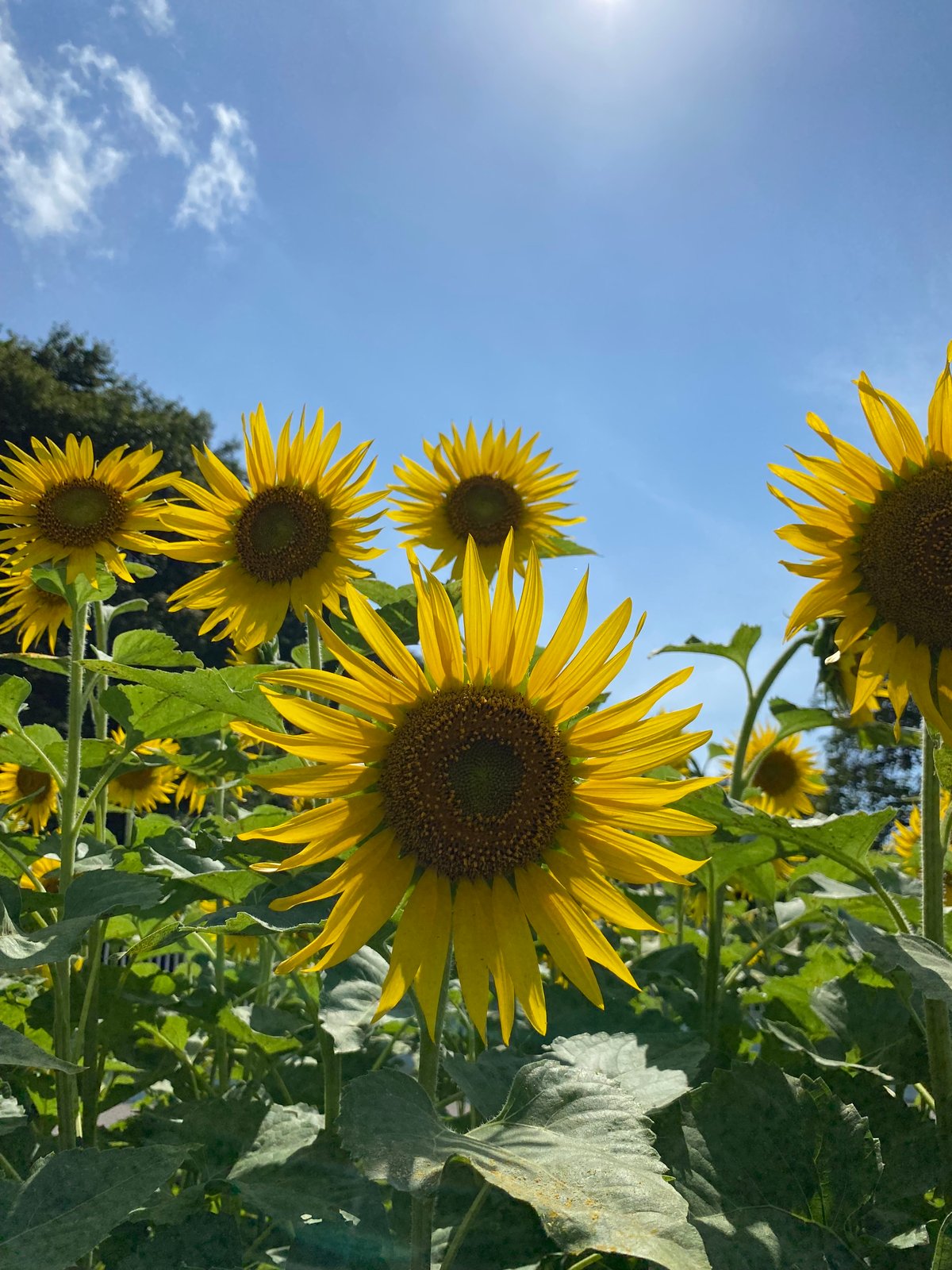 ひまわりの花言葉