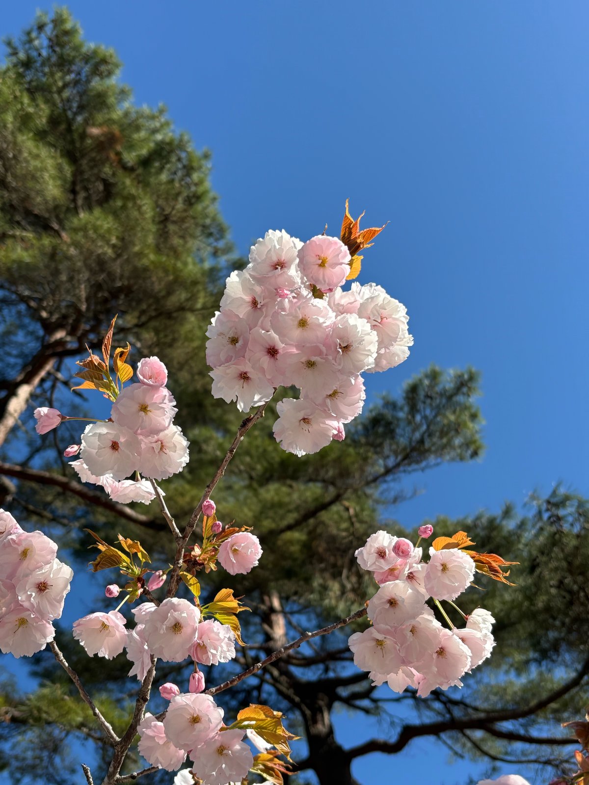 「６月のお知らせ」