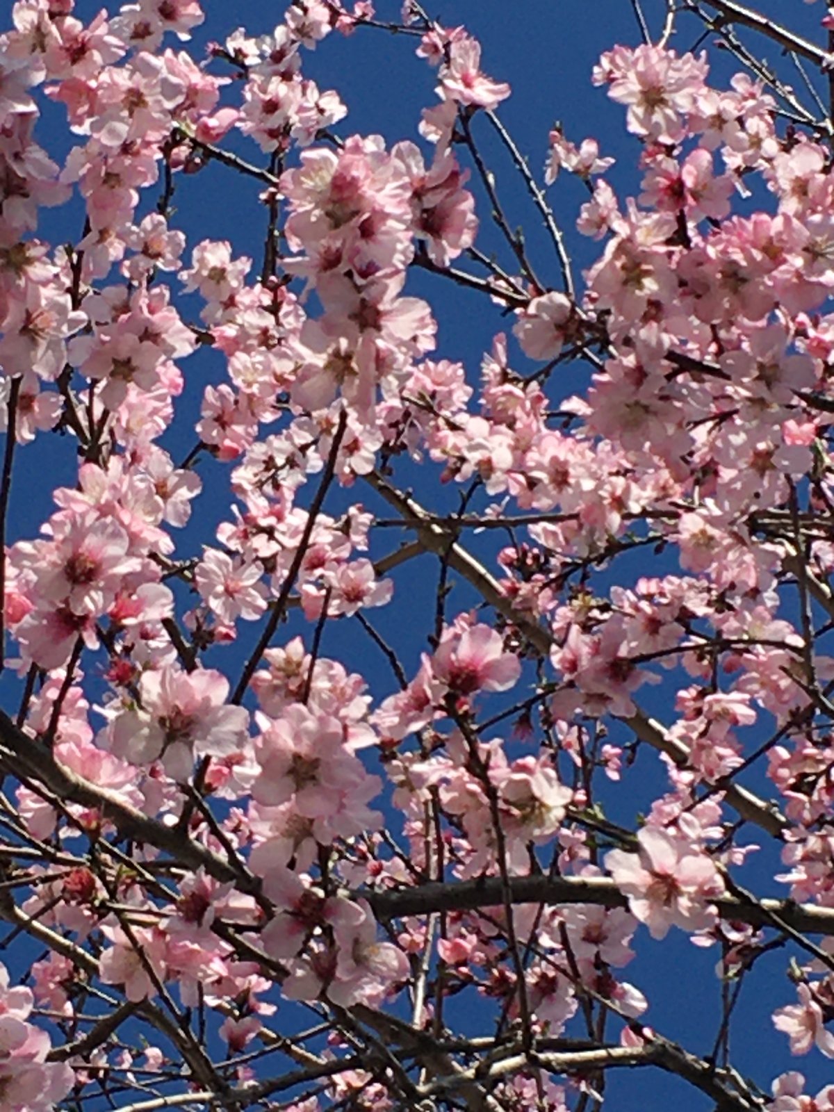 「春ですね🌸」