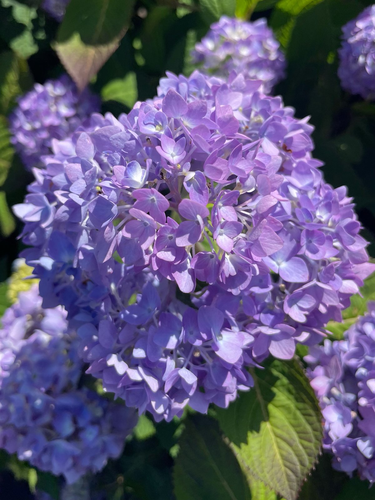 「６月のお知らせ」