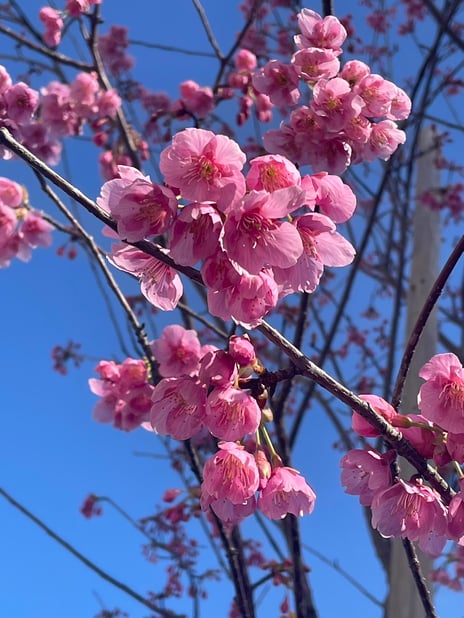 「河津桜🌸」