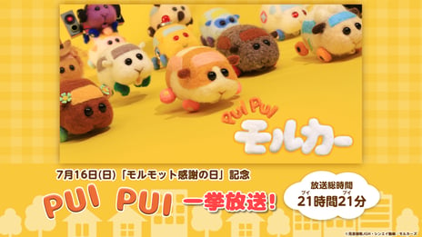 『PUI PUI モルカー』
“モルモット感謝の日”に
全話を21時間21分（プイプイ）繰り返す
無料一挙放送をニコ生で実施決定！