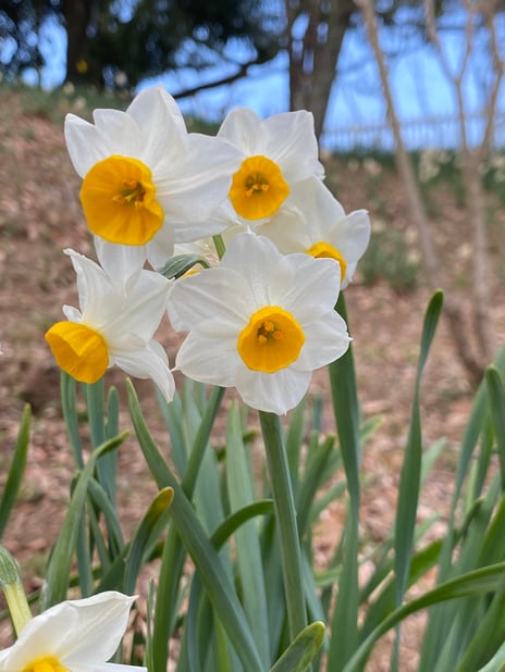 「３月のお知らせ」