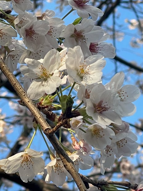 「桜🌸」