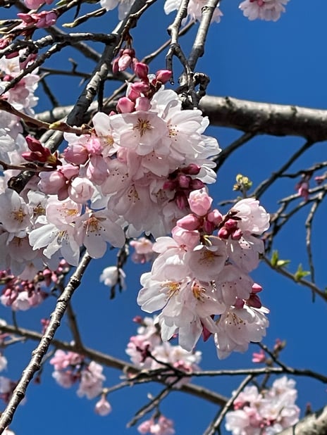 「4月のお知らせ」