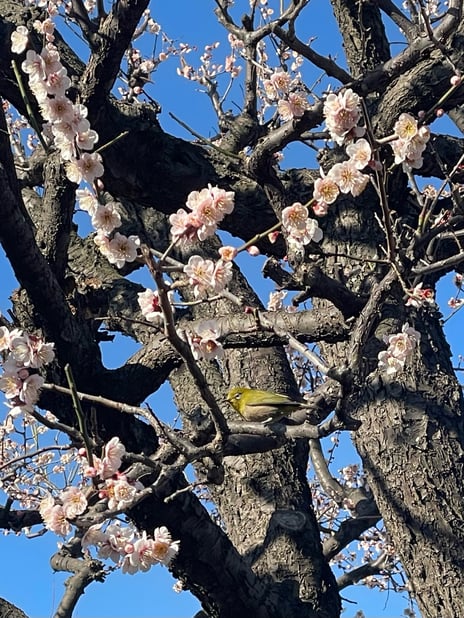 「3月のお知らせ」