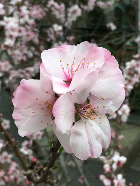 「春爛漫🌸」