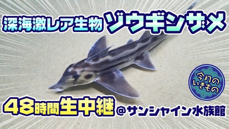 サメみたいだけど、サメじゃない？
謎の激レア深海生物「ゾウギンザメ」
サンシャイン水族館から
ニコニコ生放送で48時間生中継！
～かわいい「ゾウギンザメ」グッズが当たるキャンペーンも実施～