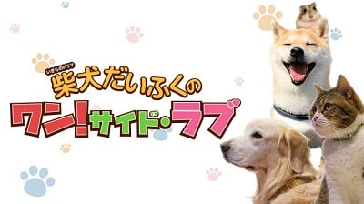 ネット初の”いきものドラマ”
『柴犬だいふくのワン！サイド・ラブ』
3月3日（土）21時より初回放送決定
～犬と猫の切ない実写版ラブストーリー～