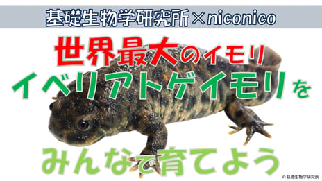 ～基礎生物学研究所とniconicoの共同企画第6弾～
謎に包まれた生態をみんなで観察！
「世界最大のイモリ・イベリアトゲイモリをみんなで育てよう」
200時間にわたりニコニコ生放送にて放送