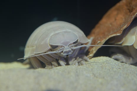 謎の深海生物「ダイオウグソクムシ」
命がけの脱皮の様子を鳥羽水族館から
24時間緊急生中継が決定！