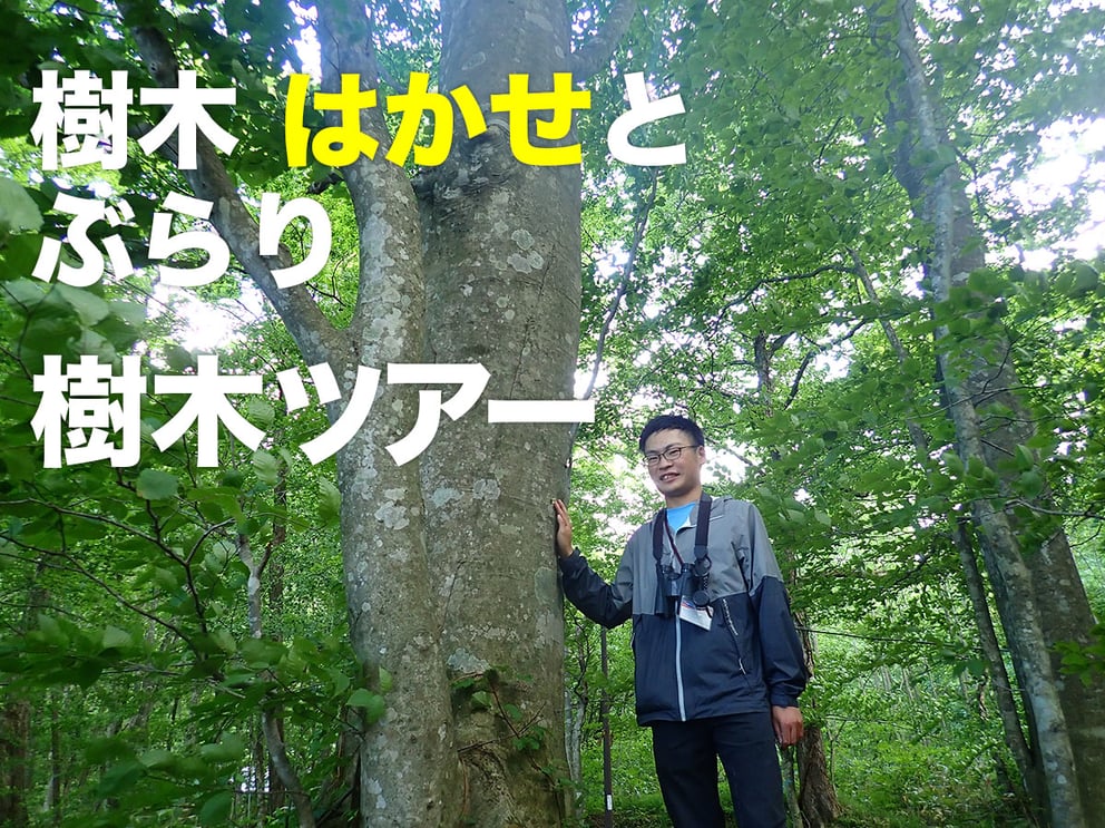 スペシャル１樹木はかせとぶらり 樹木ツアー