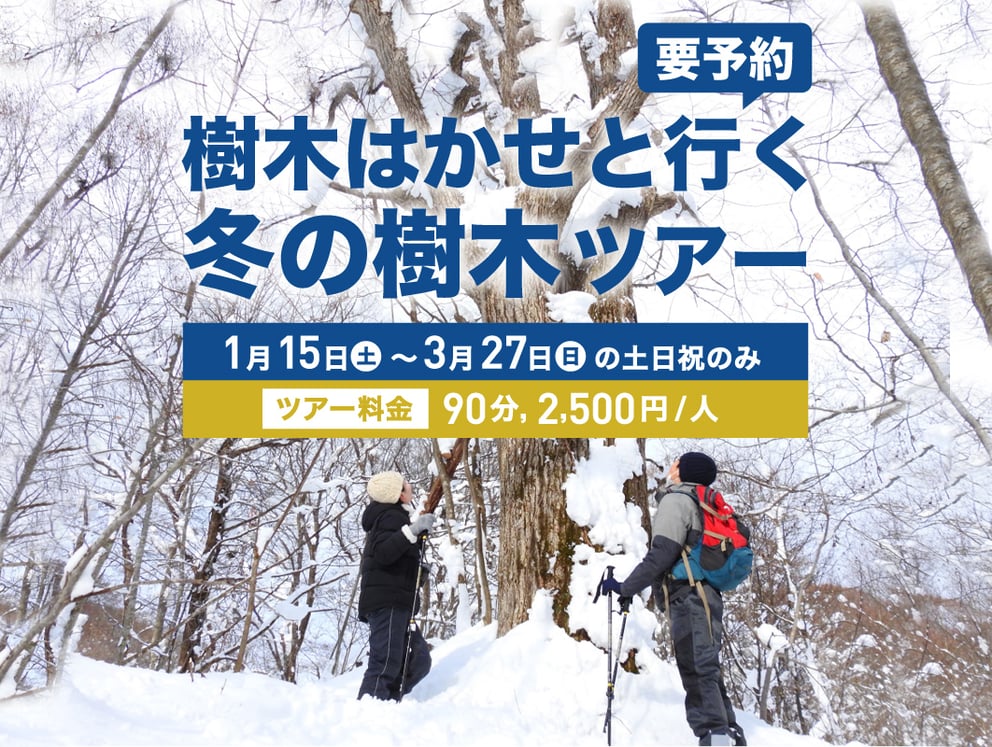 樹木はかせとぶらり 樹木ツアー